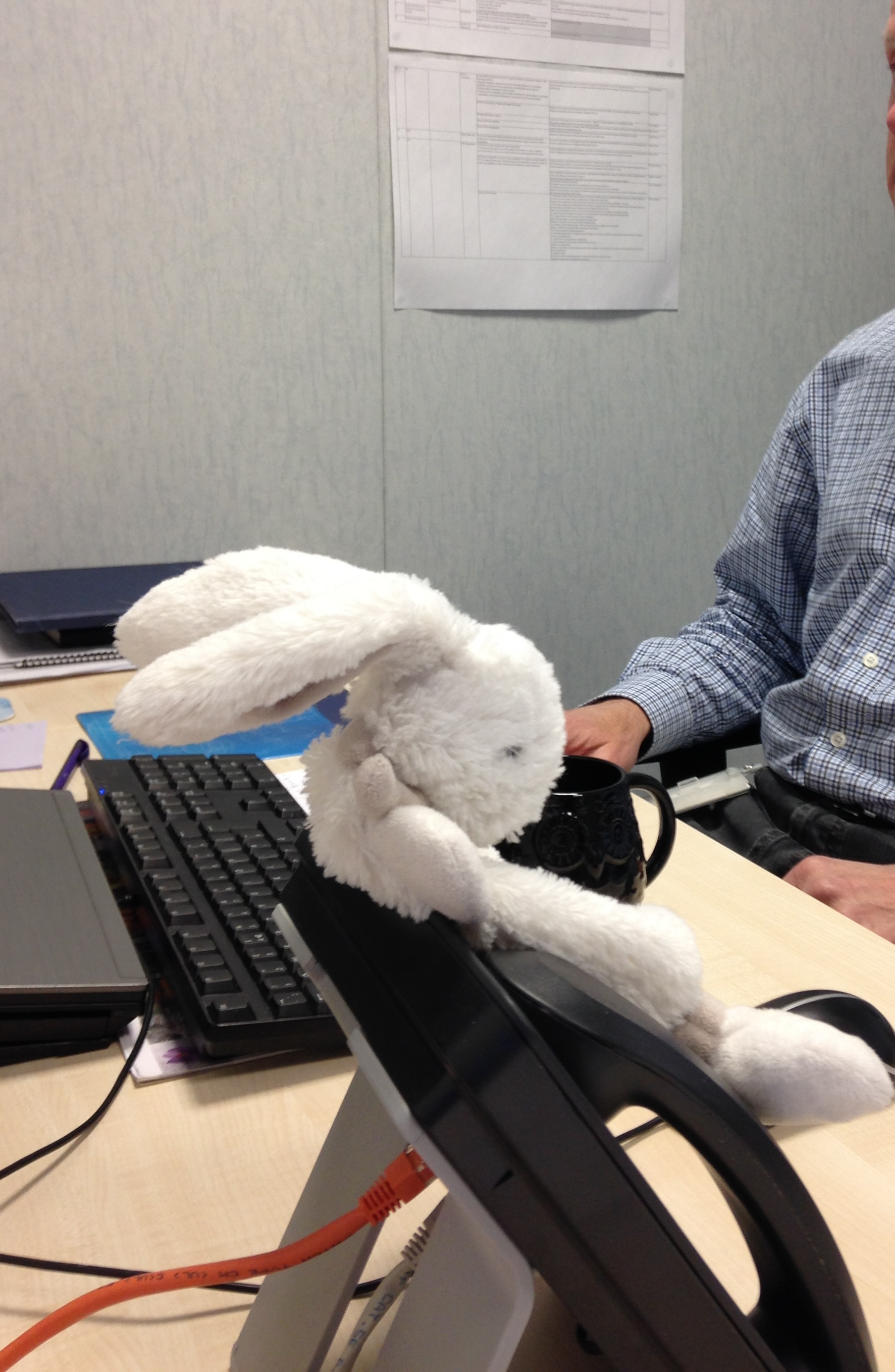 Bunny at the office